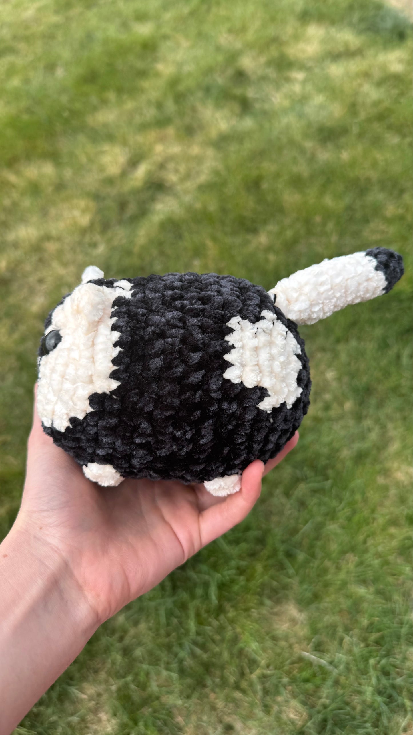 Z-Black and White Loaf cat